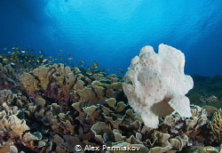 Swimming frog fish. by Alex Permiakov 